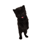 Cat 1