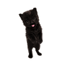Cat 4